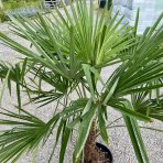 Palma konopná (Trachycarpus fortunei) - výška kmeňa 20-30 cm, celková výška 100-120 cm, kont. C18L (-17°C) 